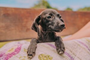 Leia mais sobre o artigo Prefeitura alerta população contra o abandono de animais em Cabo Frio