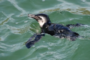 Leia mais sobre o artigo MPF acompanha soltura de Pinguins-de-Magalhães no litoral do Rio de Janeiro